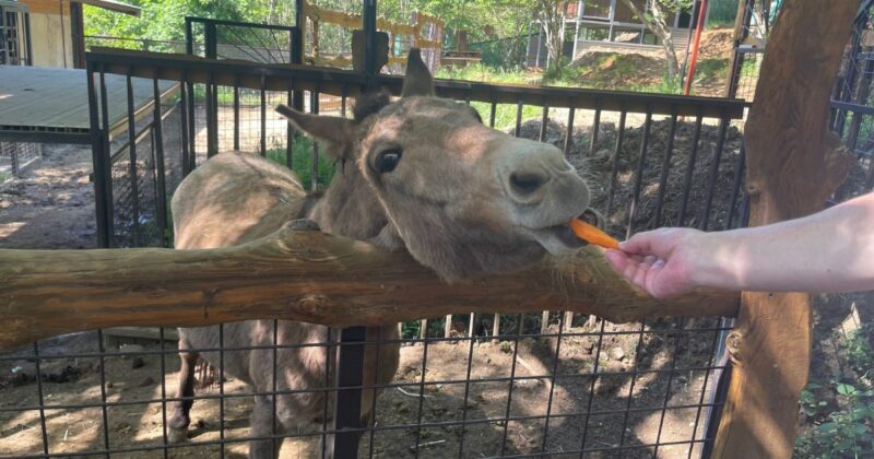 市原ぞうの国で動物に餌やり